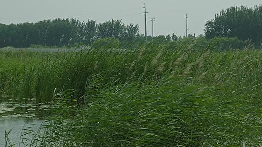 4k潍坊白浪河湿地公园芦苇夏至绿色植物视频的预览图