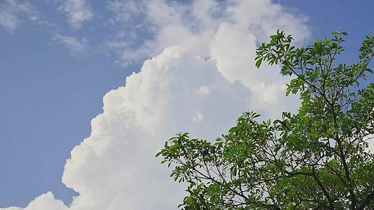 蓝天白云风吹树叶视频的预览图