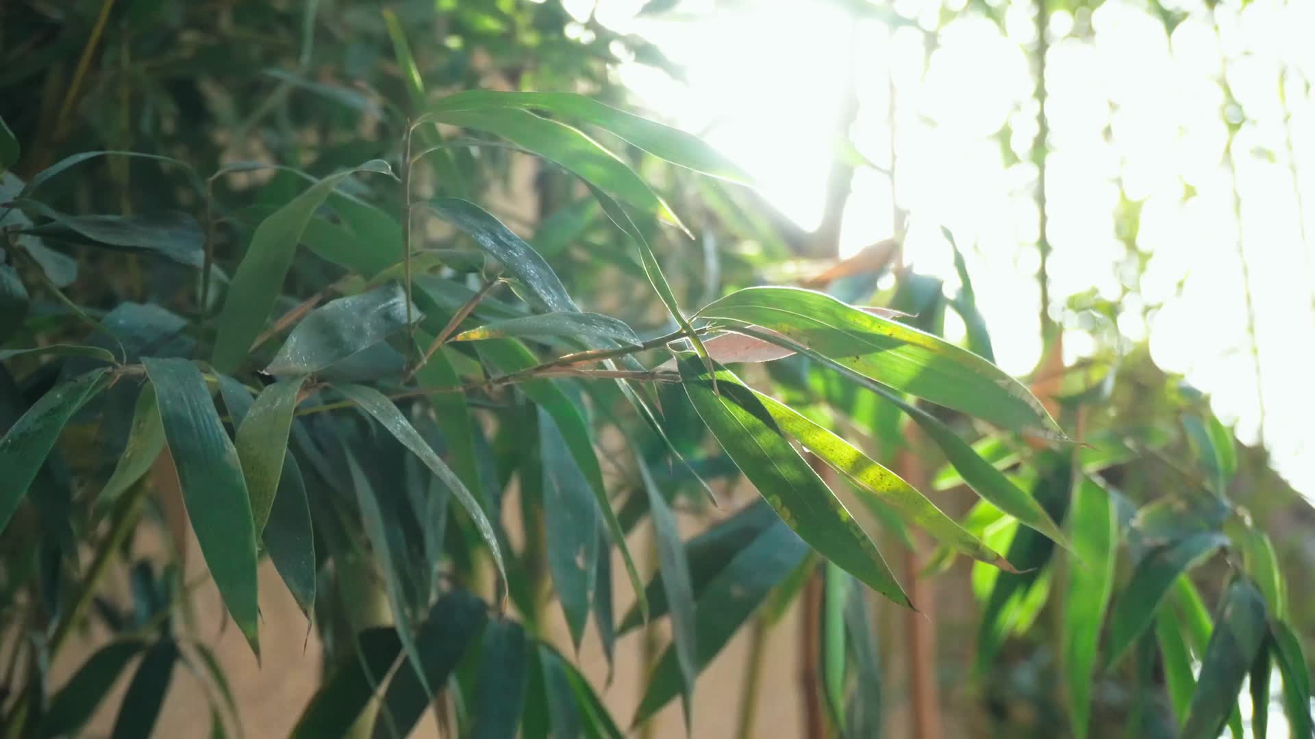 4K唯美意境空境阳光照在竹叶上视频的预览图