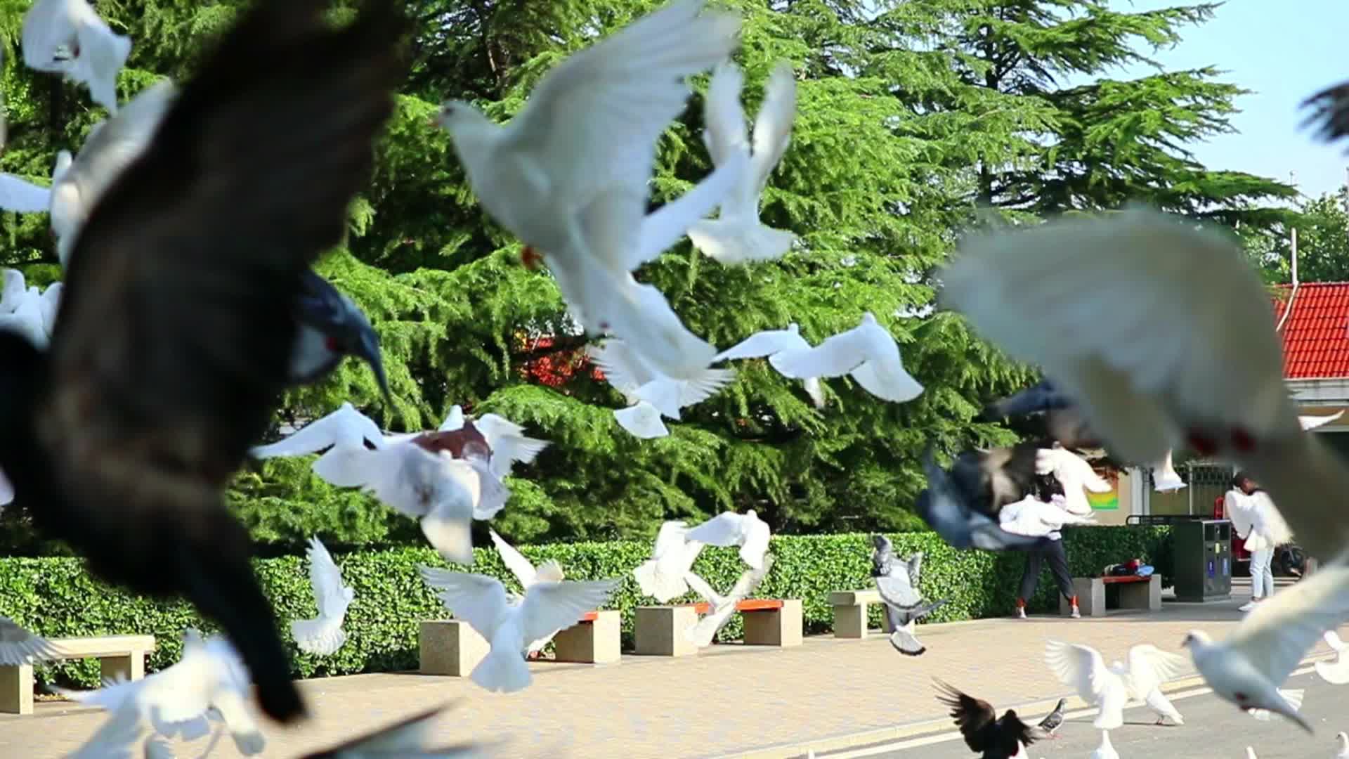 鸽子飞翔中的鸽子视频的预览图