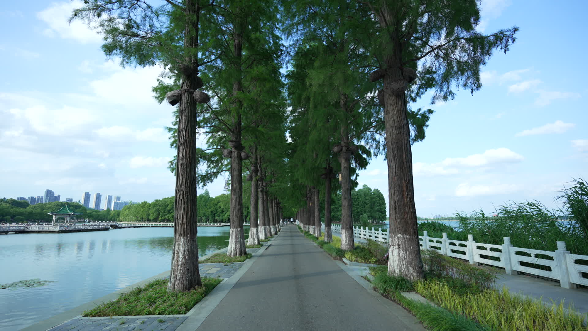 武汉东湖生态旅游风景区视频的预览图