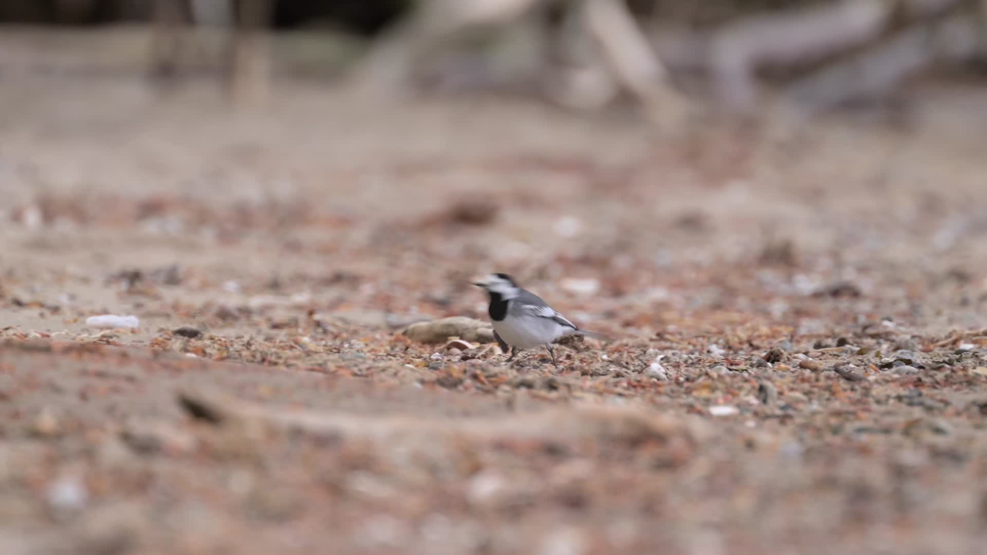 沙滩上觅食的小鸟水鸟视频的预览图