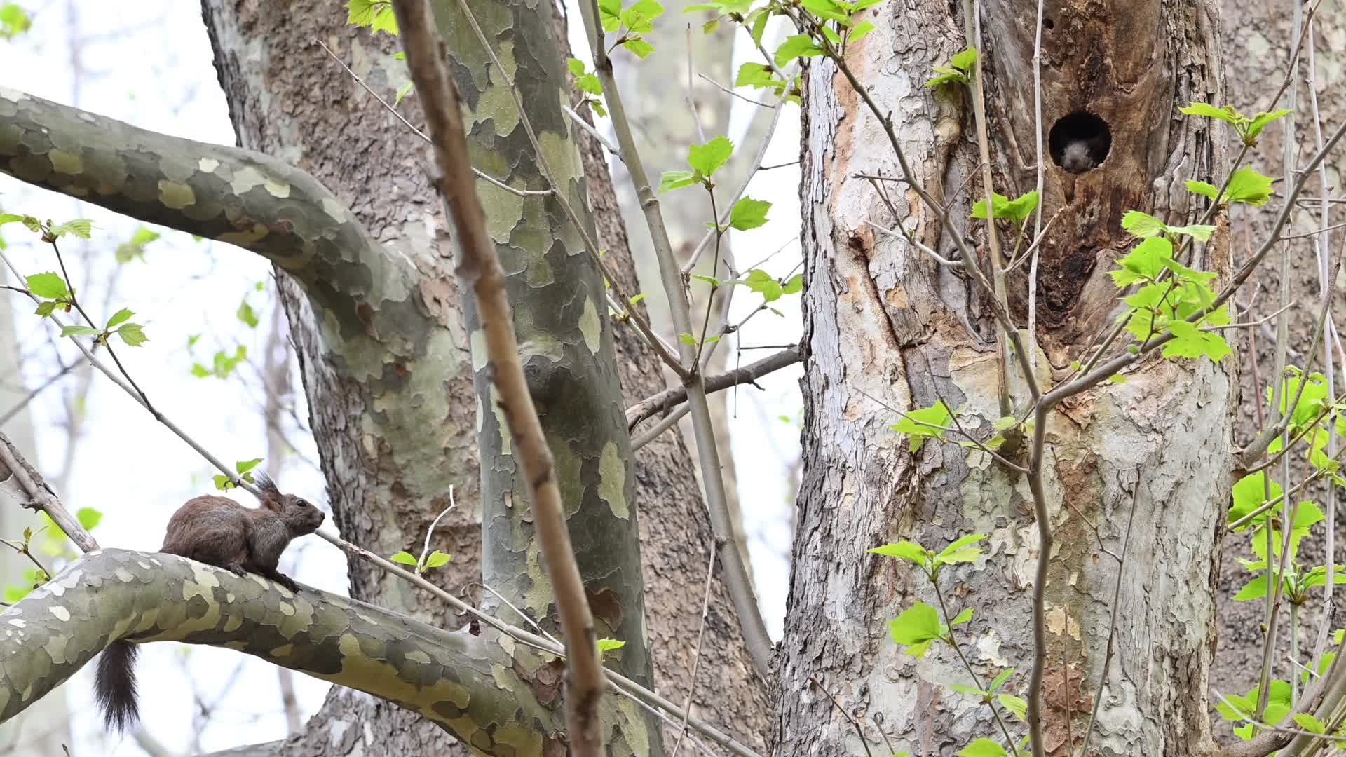 野生松鼠树干树洞觅食玩耍视频的预览图