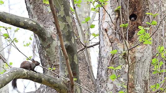 野生松鼠树干树洞觅食玩耍视频的预览图