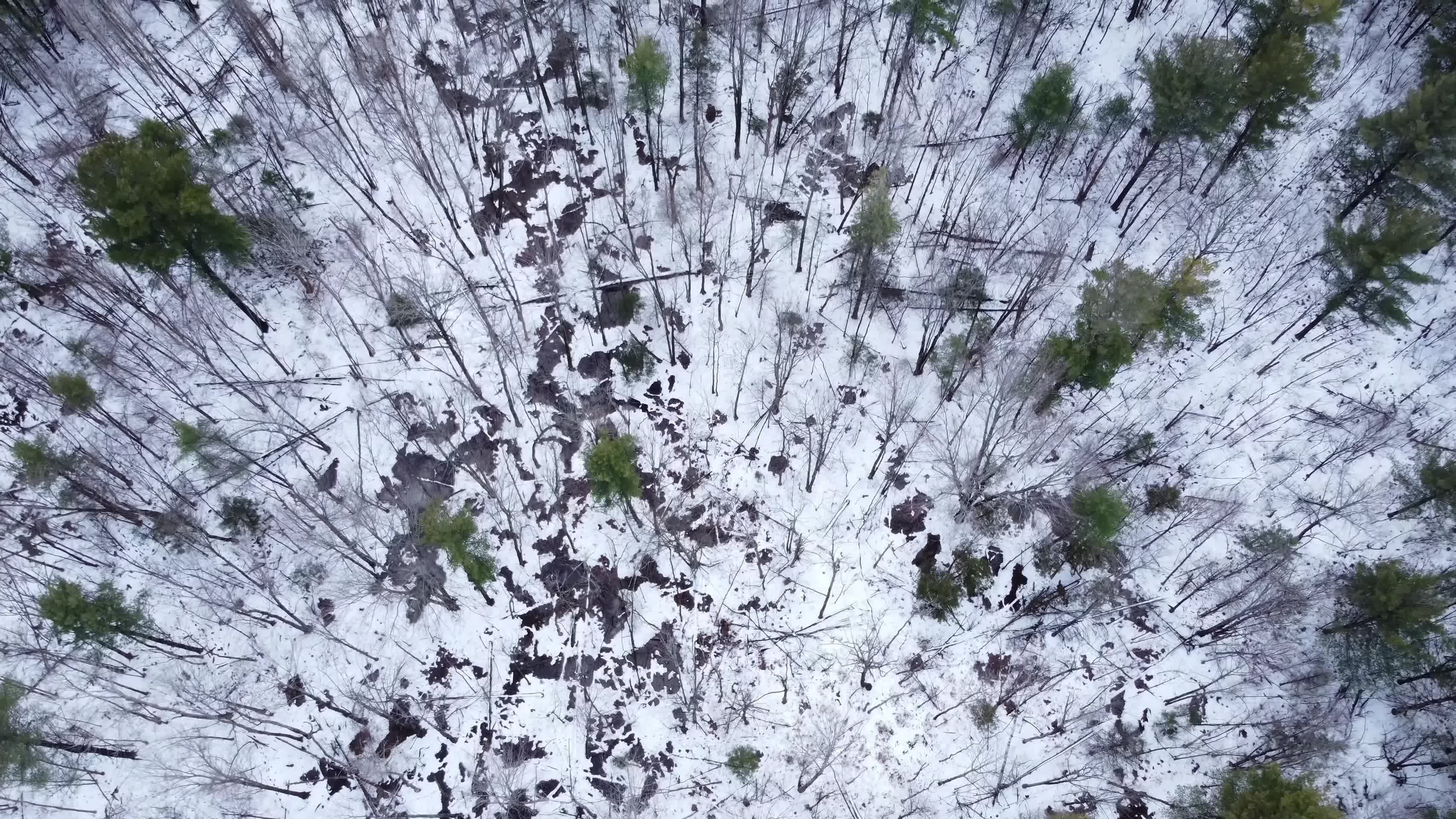 冬季森林树木枯枝积雪航拍视频的预览图