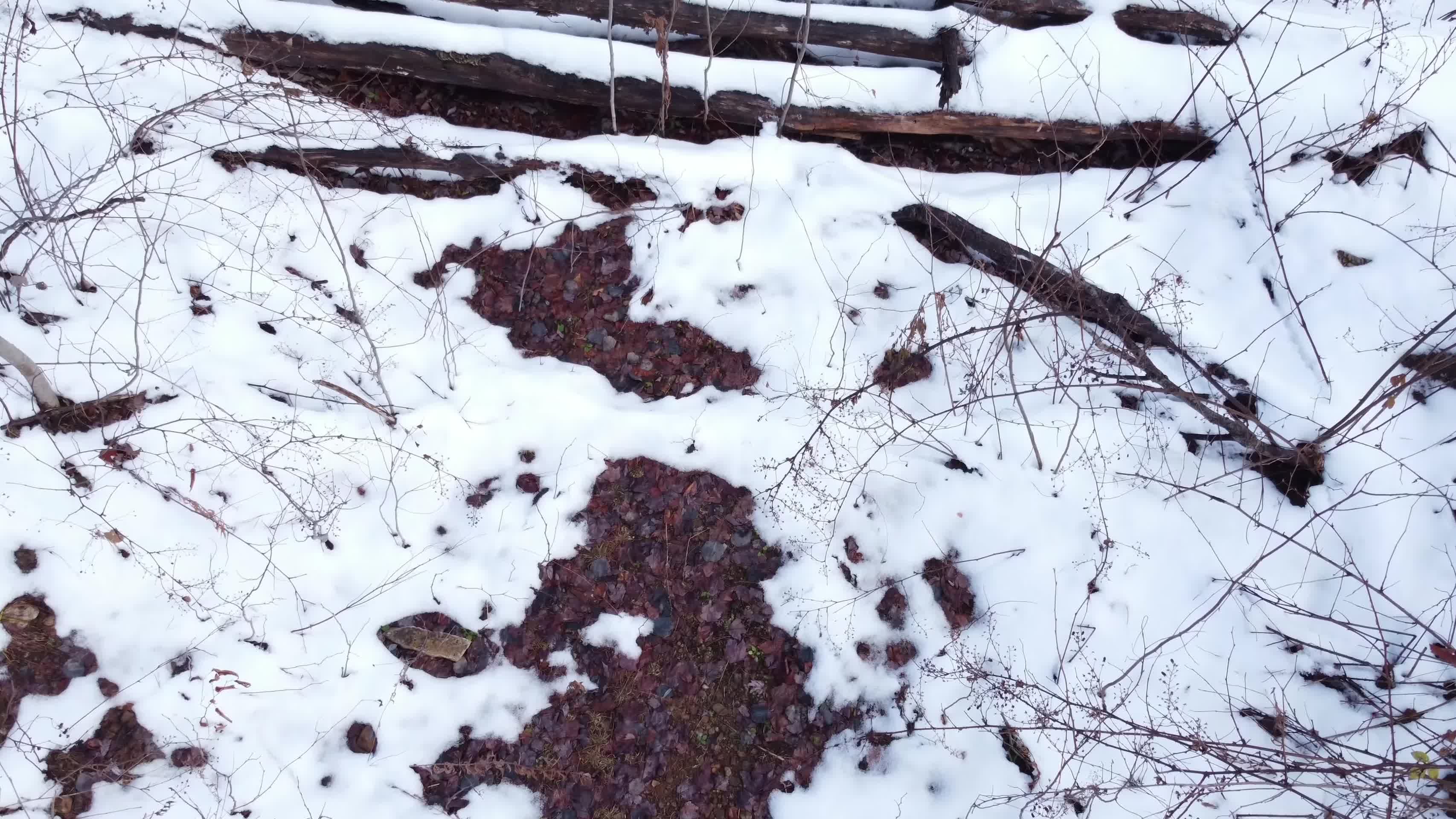 寒冷冬季森林树木枯枝积雪航拍视频的预览图