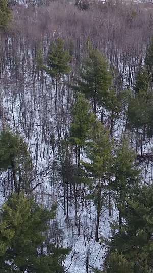 冬季森林树木积雪湖面冰冻航拍视频的预览图
