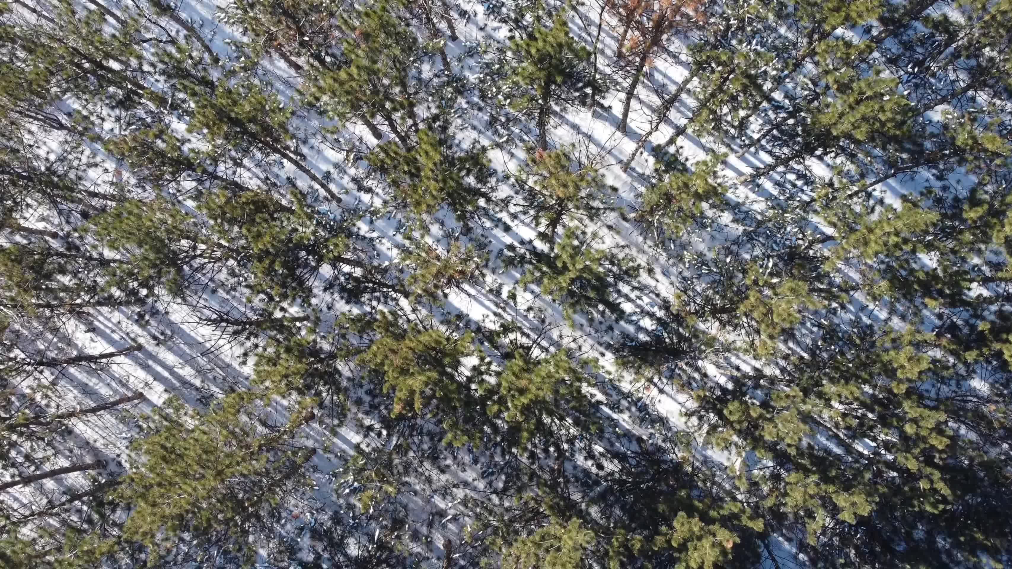 冬季森林树木枯枝积雪航拍视频的预览图