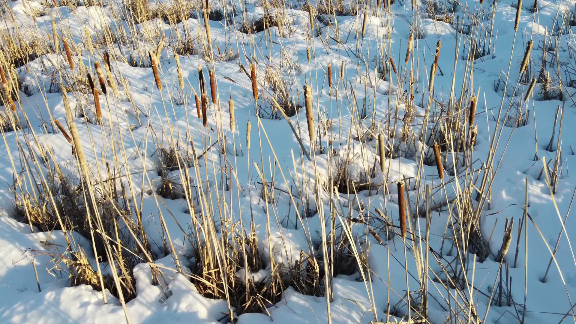 冬季荒野森林积雪杂草航拍视频的预览图