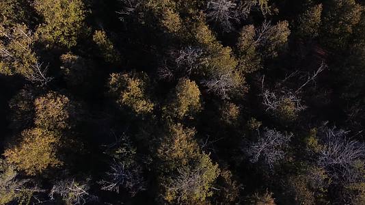 深秋初冬兴安岭森林航拍视频的预览图