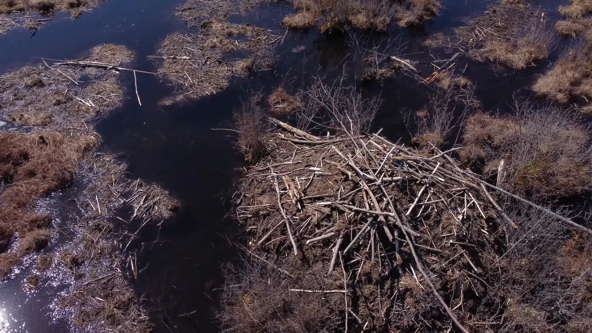 初春兴安岭森林池塘融化航拍视频的预览图