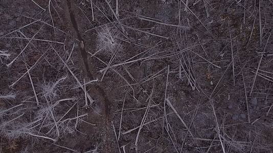 冬季北方森林荒野干枯衰败视频的预览图
