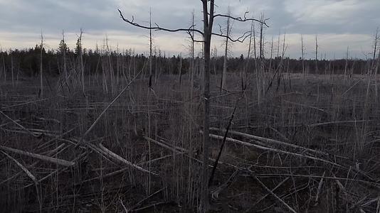 冬季森林枯枝败叶航拍视频的预览图