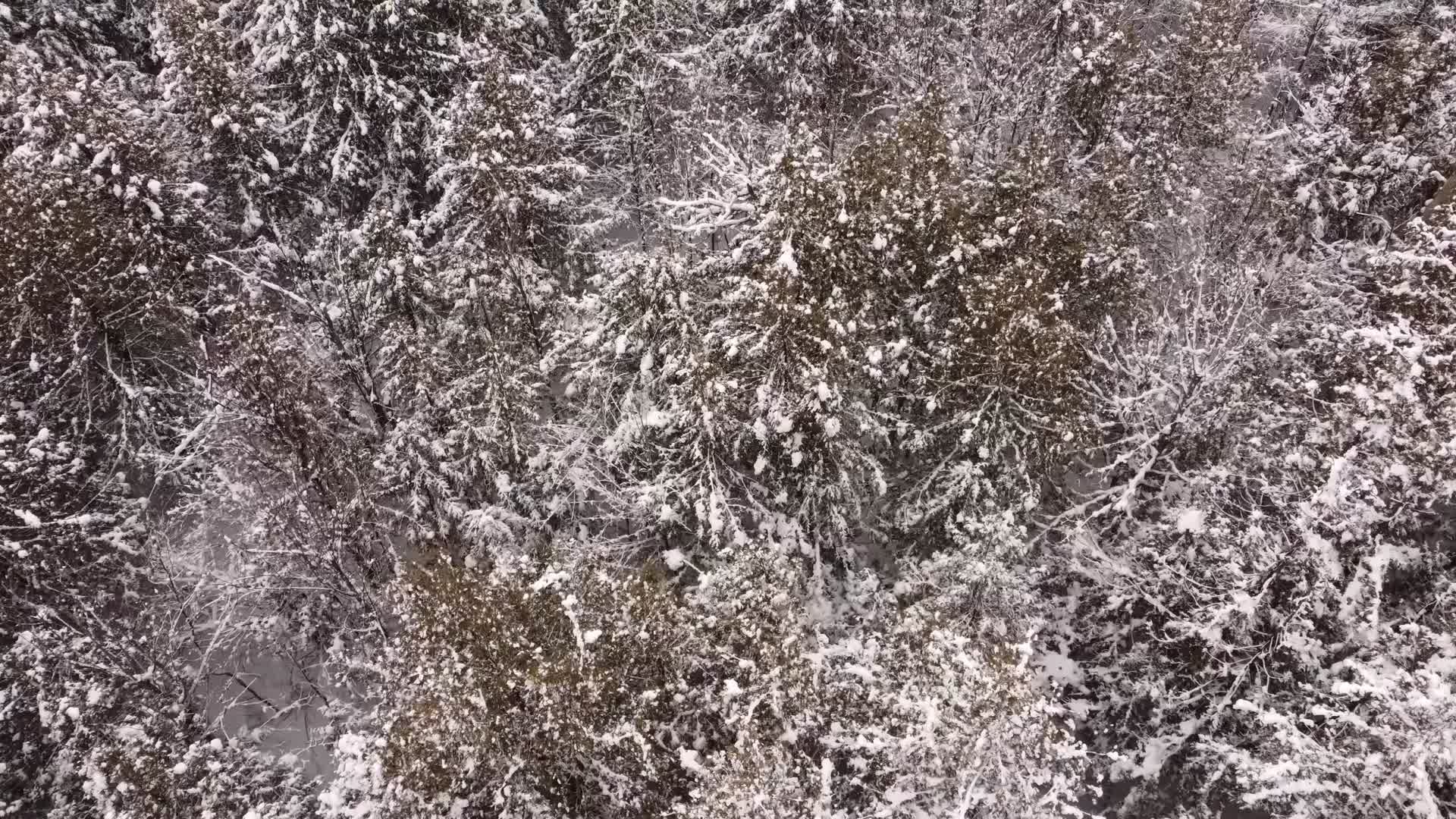 初冬兴安岭森林积雪航拍视频的预览图