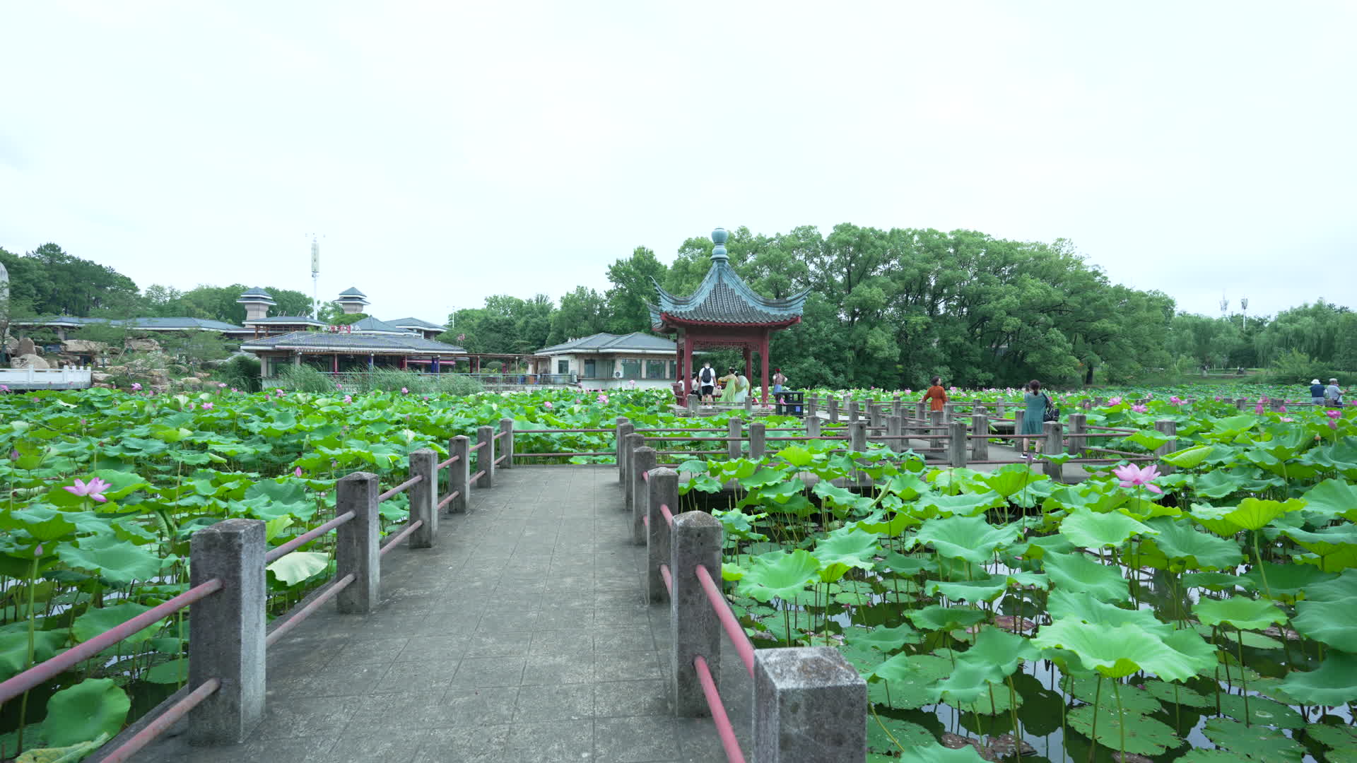武汉东湖磨山景区盆景园视频的预览图