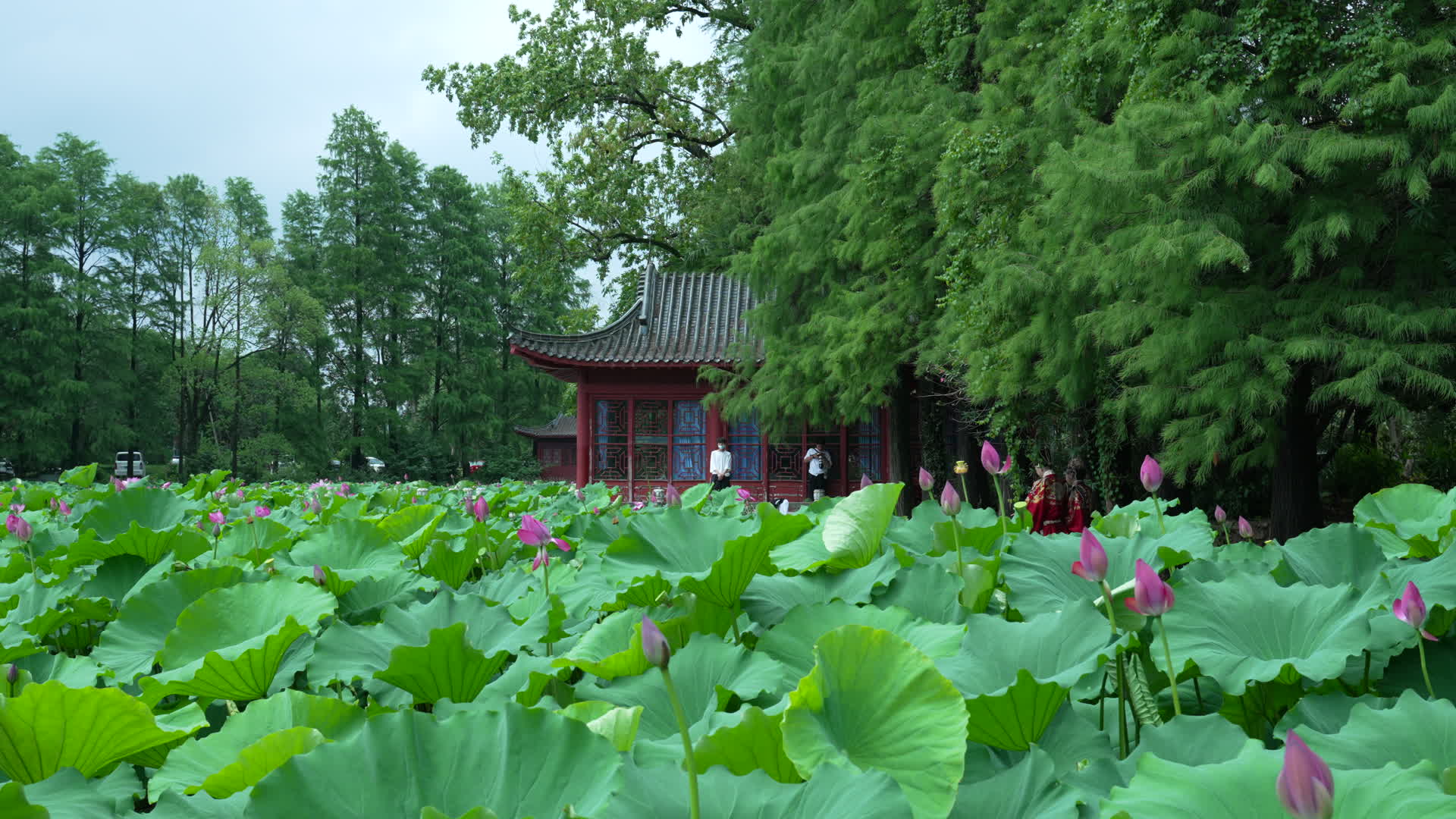武汉东湖磨山景区盆景园视频的预览图