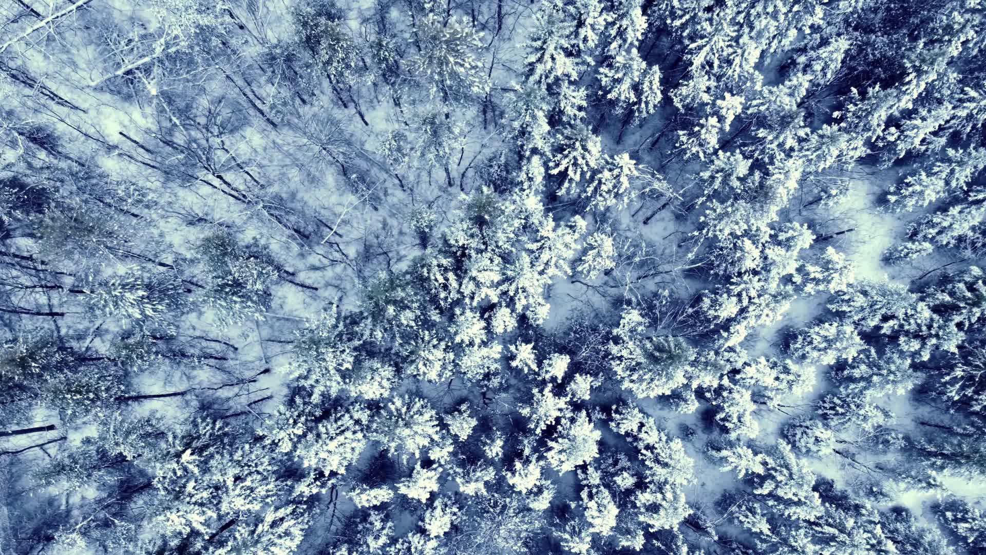 寒冷冬季兴安岭森林冰天雪地航拍视频的预览图