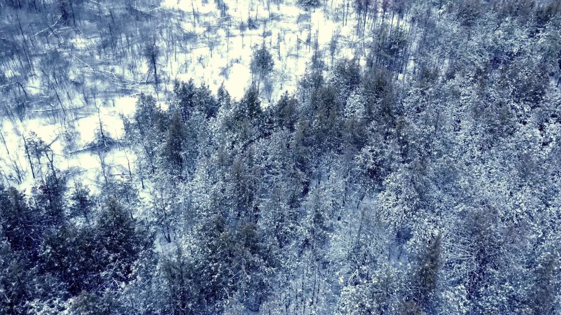 寒冷冬季兴安岭森林冰天雪地航拍视频的预览图