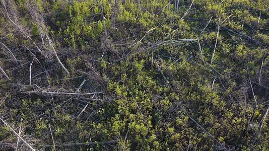 春季山谷森林植被复苏航拍视频的预览图