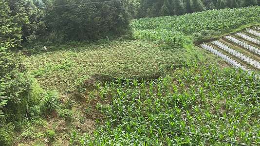 深山田野玉米风景背景视频视频的预览图