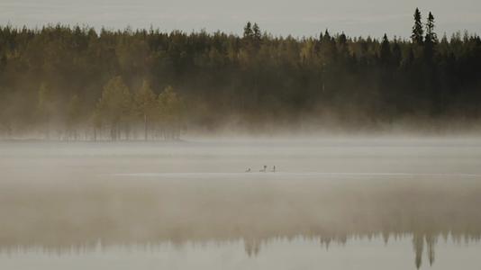 夏日清晨森林湖面水雾升腾视频的预览图