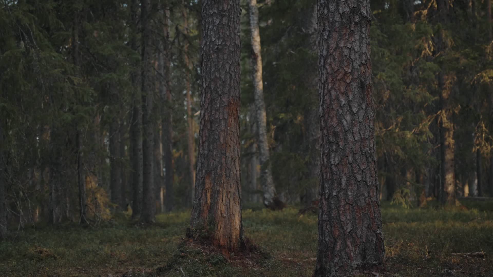 秋季傍晚森林野狼郊狼觅食视频的预览图