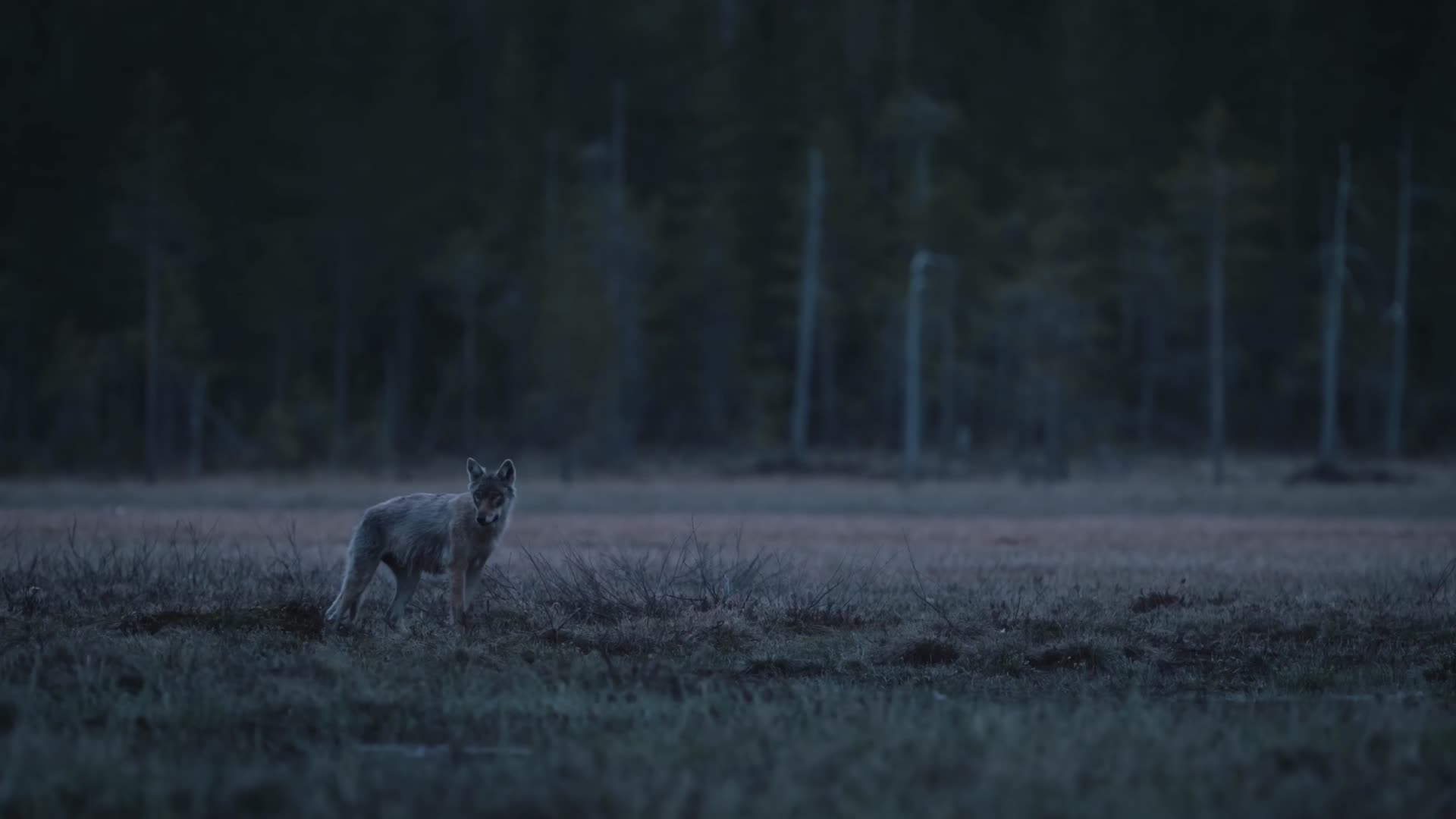 傍晚森林野狼郊狼觅食视频的预览图