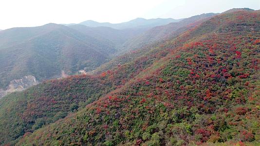 航拍太行山秋天的红叶视频的预览图