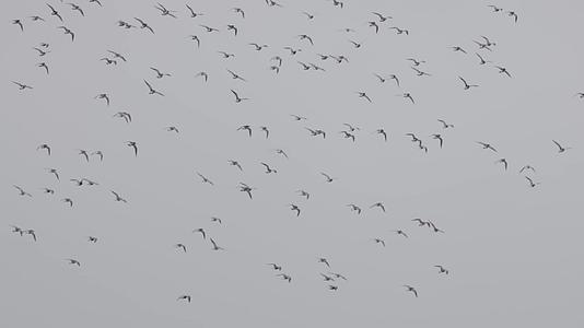 成群的鸟在空中飞行升格慢镜头视频的预览图