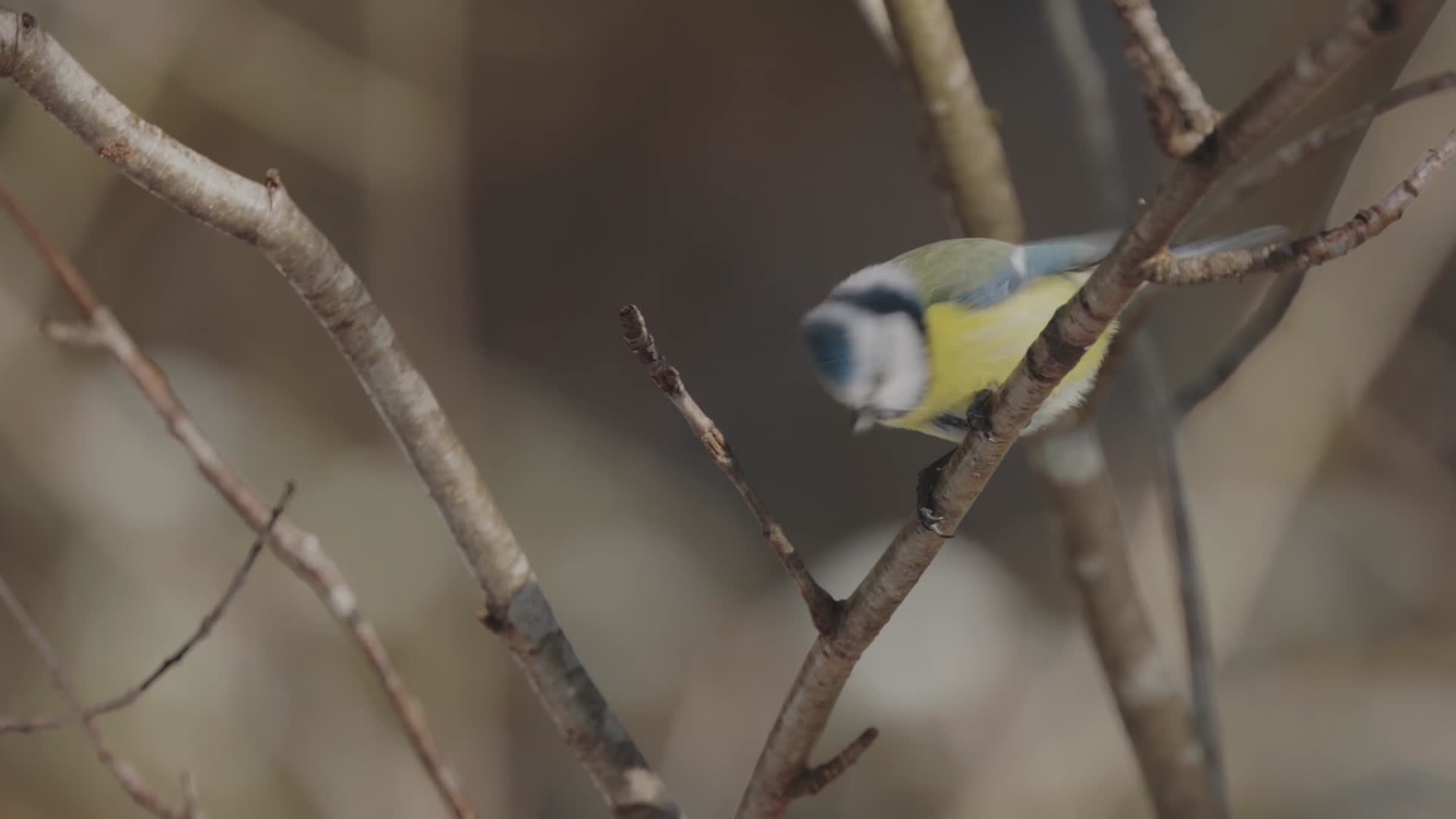 秋冬季节枝头小鸟合集视频的预览图