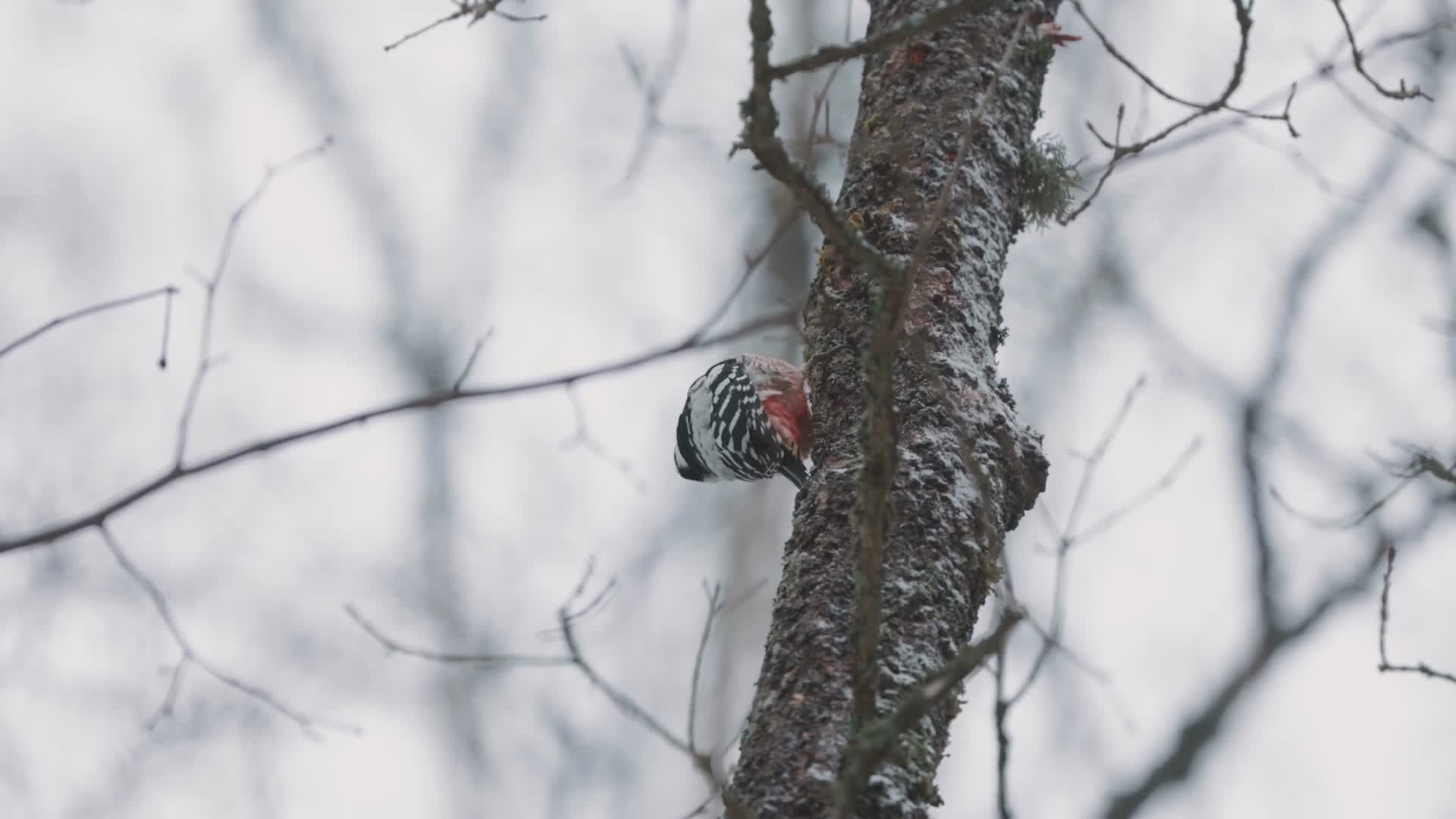 冬季啄木鸟在树上觅食捉虫视频的预览图