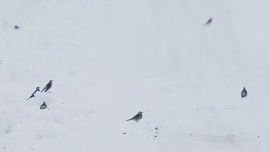 冬季大雪树枝上成群小鸟视频的预览图