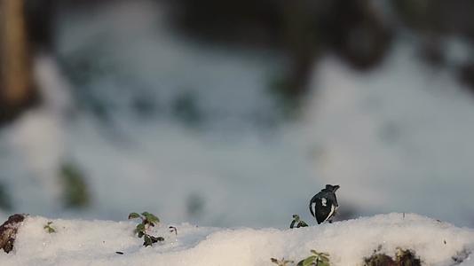 寒冷冬季雪地小鸟觅食合集视频的预览图