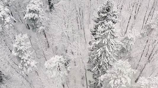 冬季白雪皑皑森林唯美航拍视频的预览图
