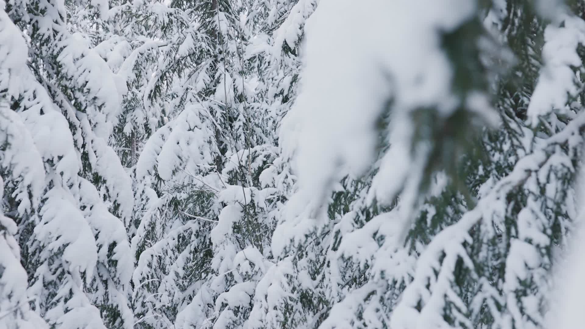 冬季森林白雪皑皑雪景航拍视频的预览图