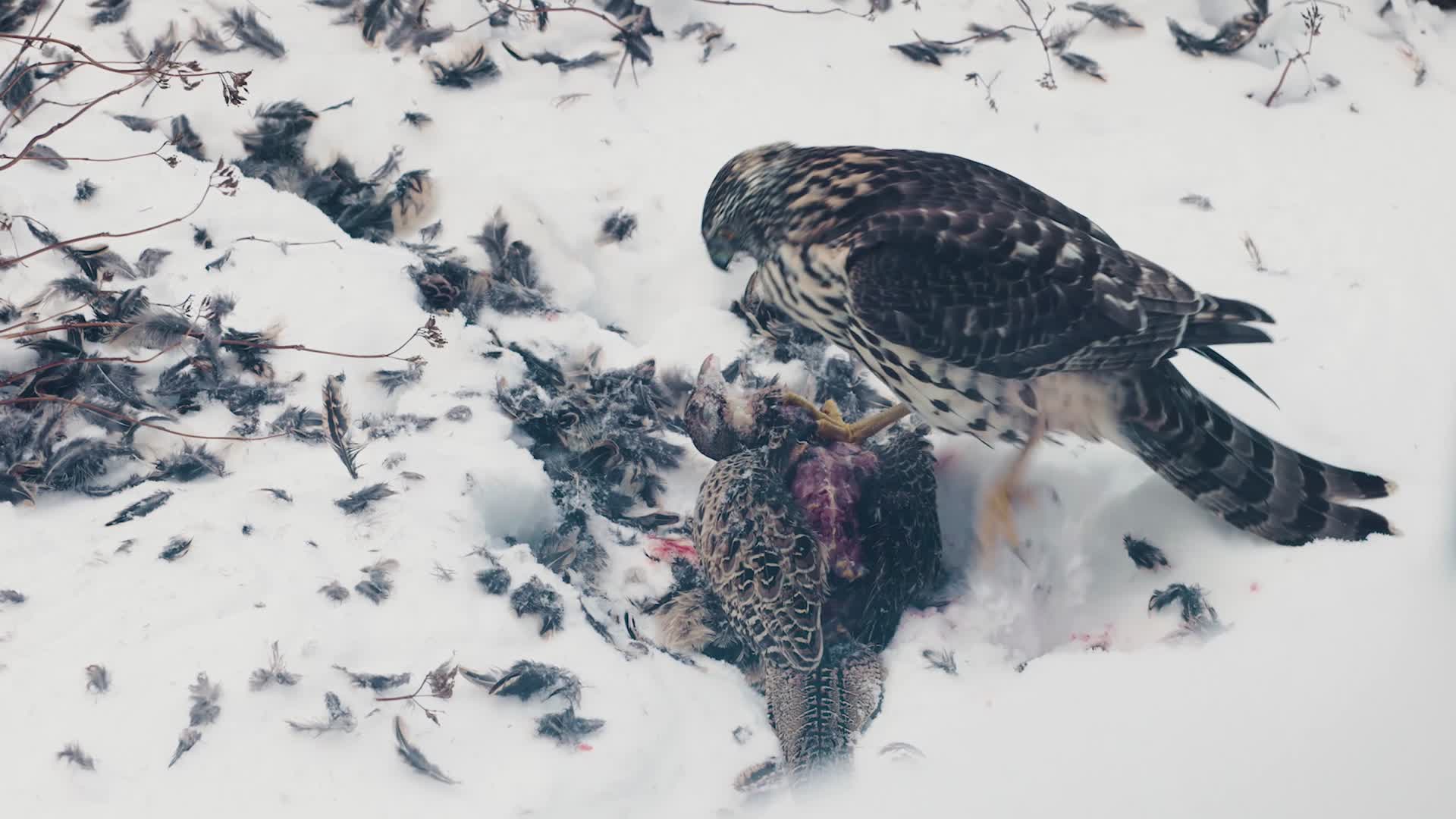 寒冷冬季鹰隼捕食野鸡进食视频的预览图