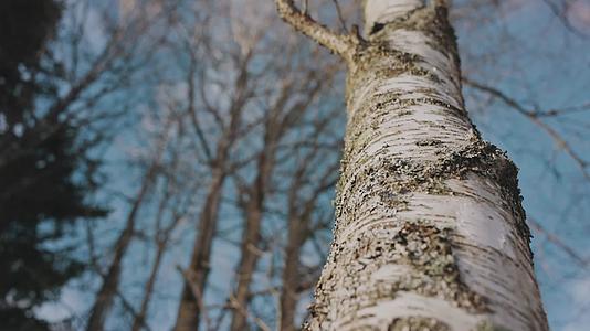 冬季森林阳光干枯树皮苔藓美景合集视频的预览图