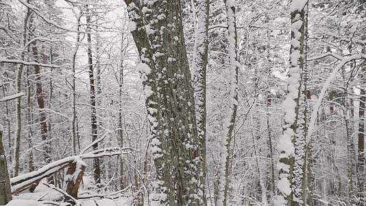 寒冷冬季森林树木积雪视频的预览图