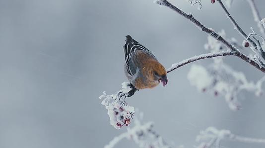 冬季大雪小鸟在树上觅食红色浆果视频的预览图
