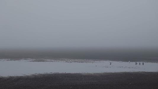 清晨湿地滩涂雾气水鸟觅食飞翔视频的预览图