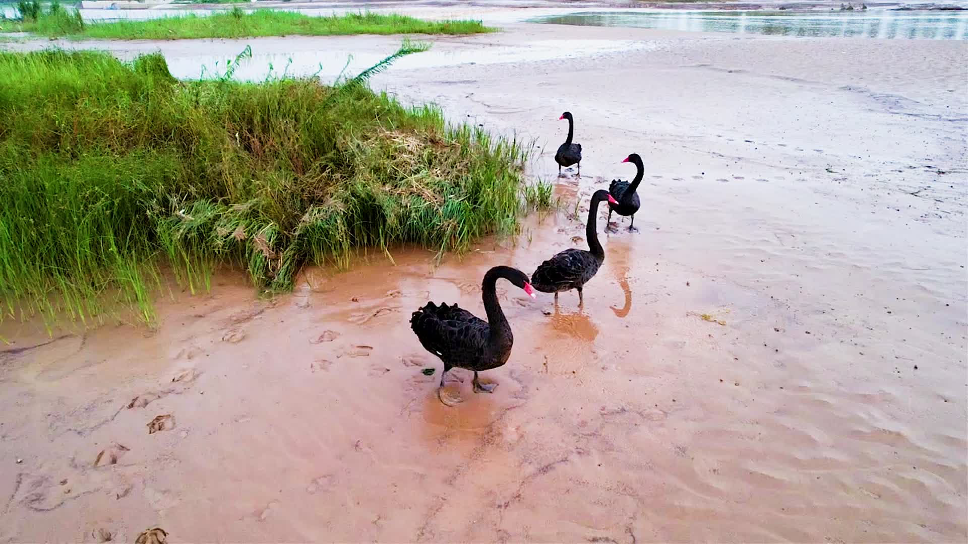 沼泽地里的黑天鹅视频的预览图