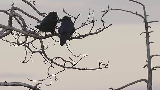 乌鸦停落在枝头合集视频的预览图