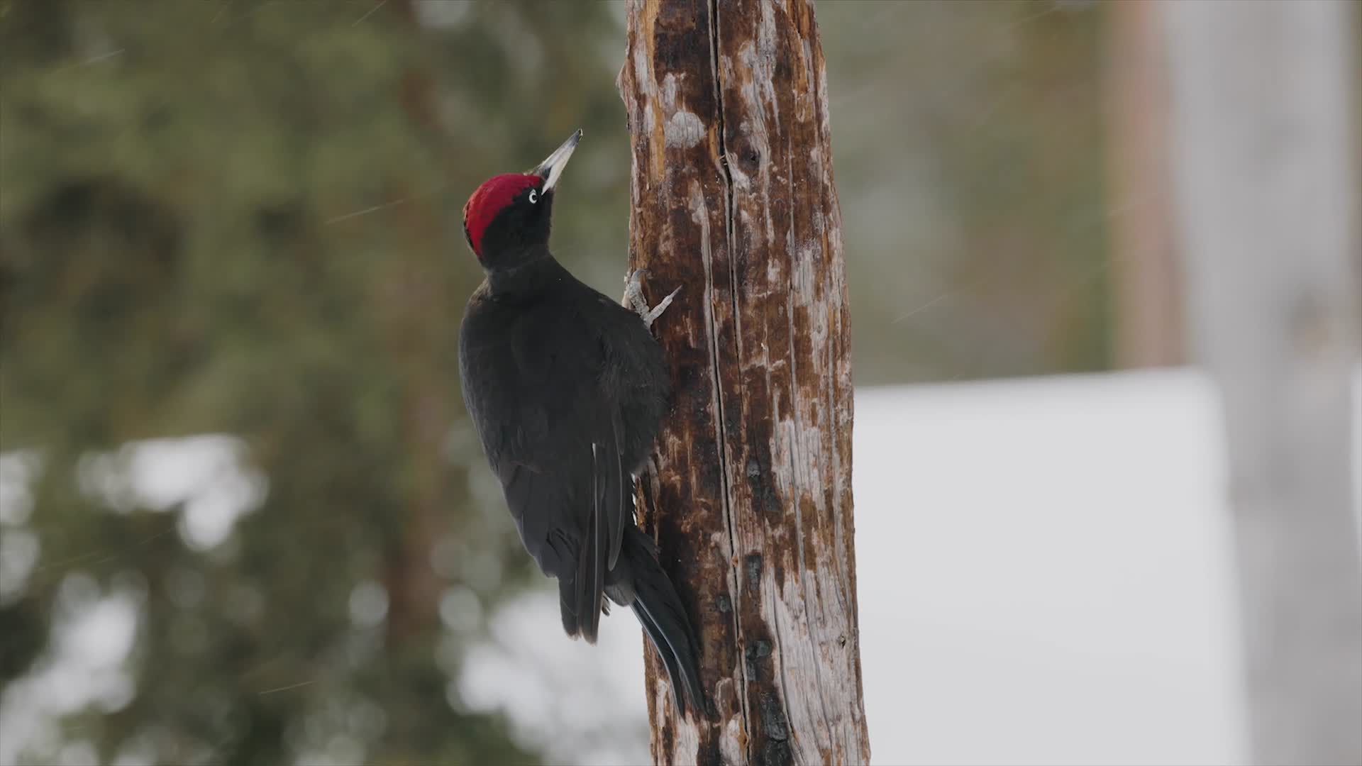 冬季大雪森林木桩啄木鸟觅食视频的预览图