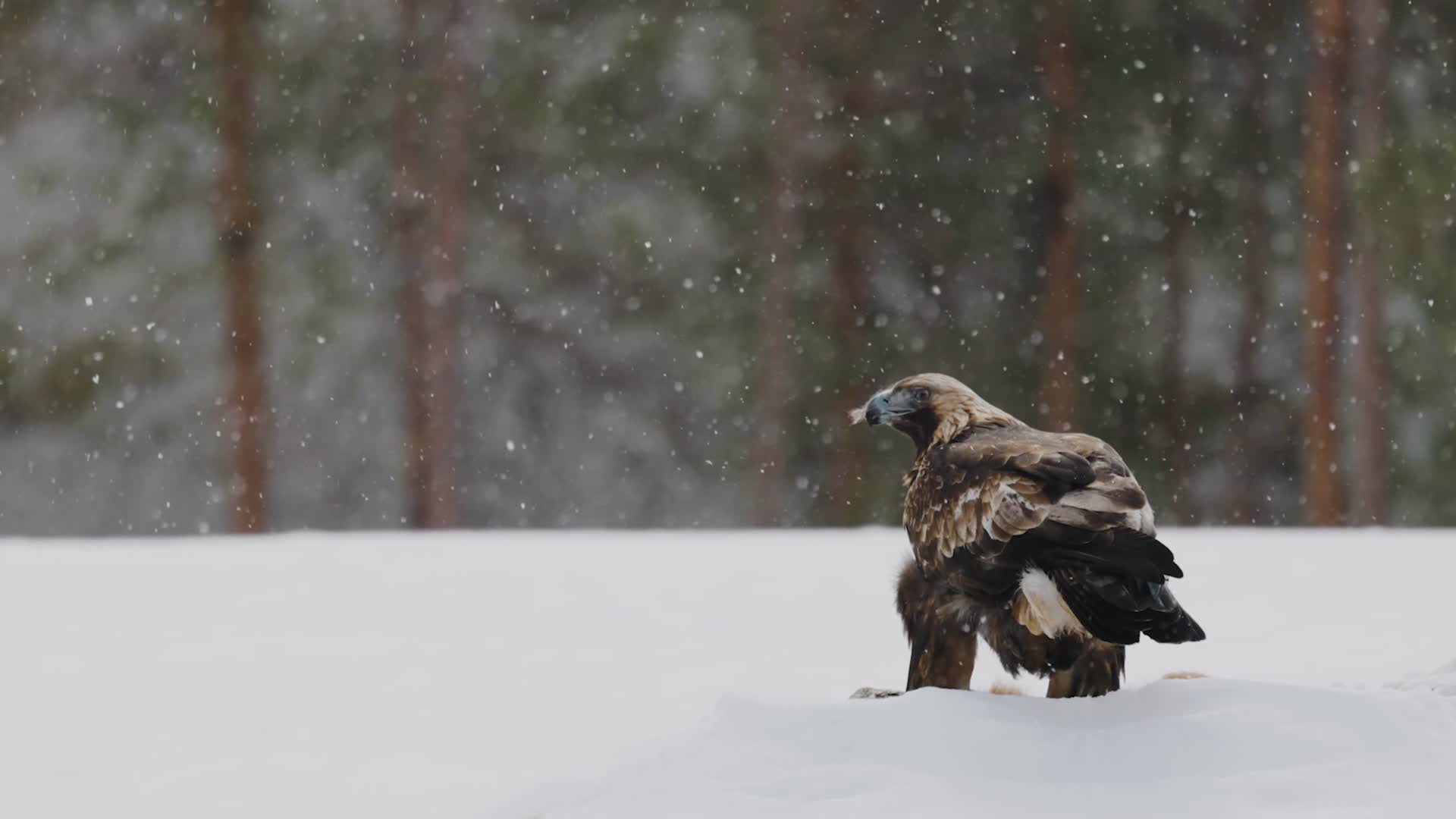 冬季大雪森林雪地枝头觅食老鹰雄鹰视频的预览图