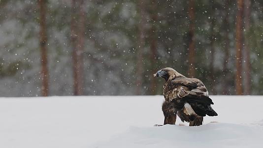 冬季大雪森林雪地枝头觅食老鹰雄鹰视频的预览图
