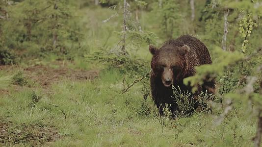 夏季森林中野生棕熊觅食视频的预览图