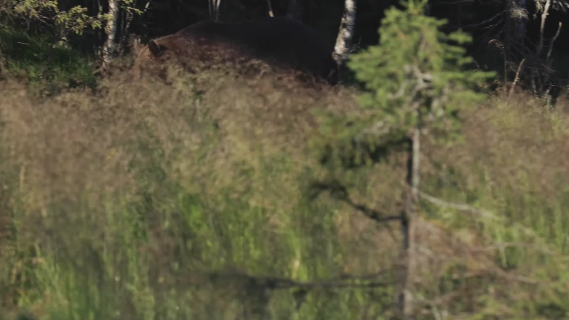 夏季森林中野生棕熊觅食视频的预览图