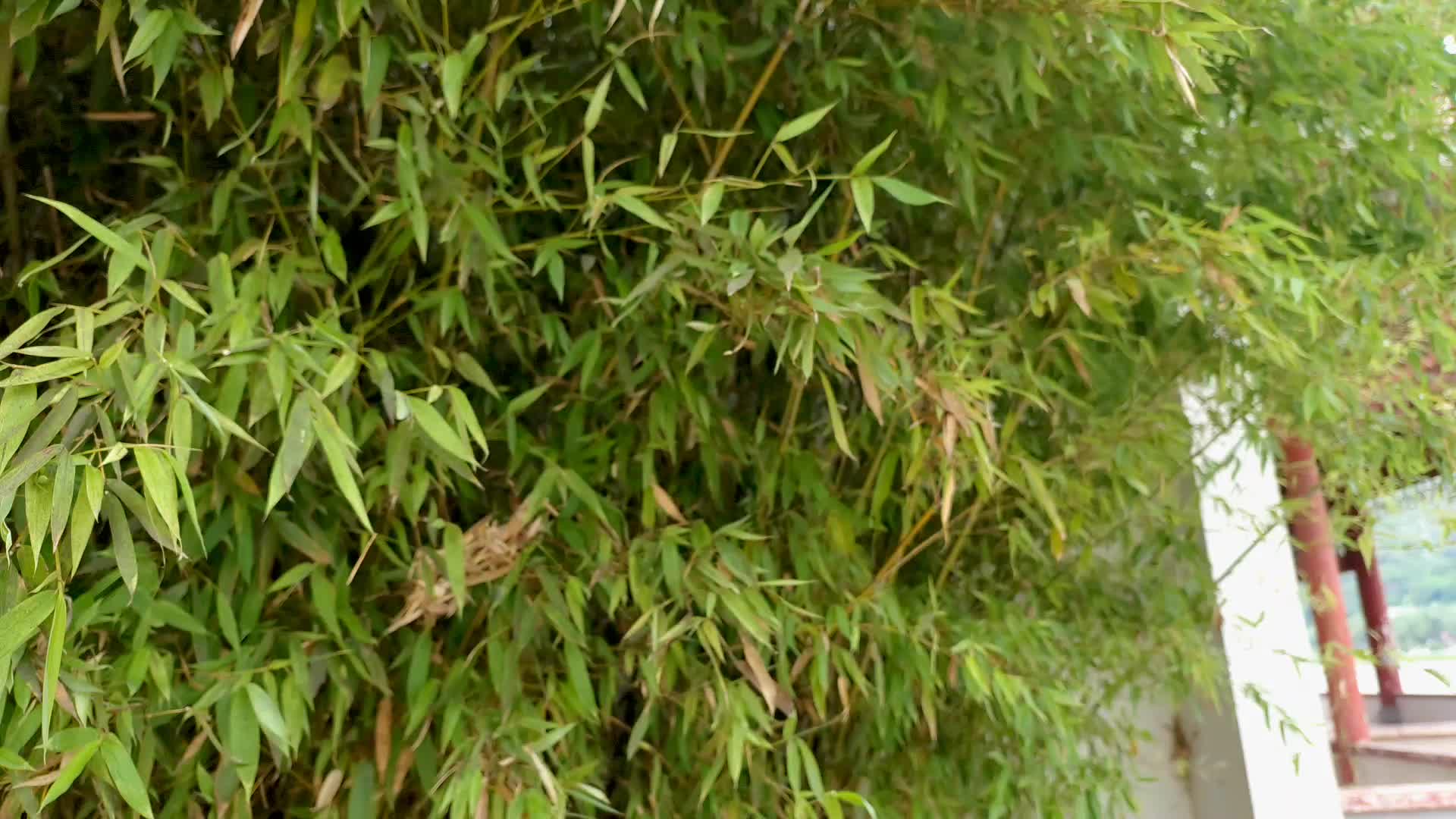 茂密的竹林视频的预览图