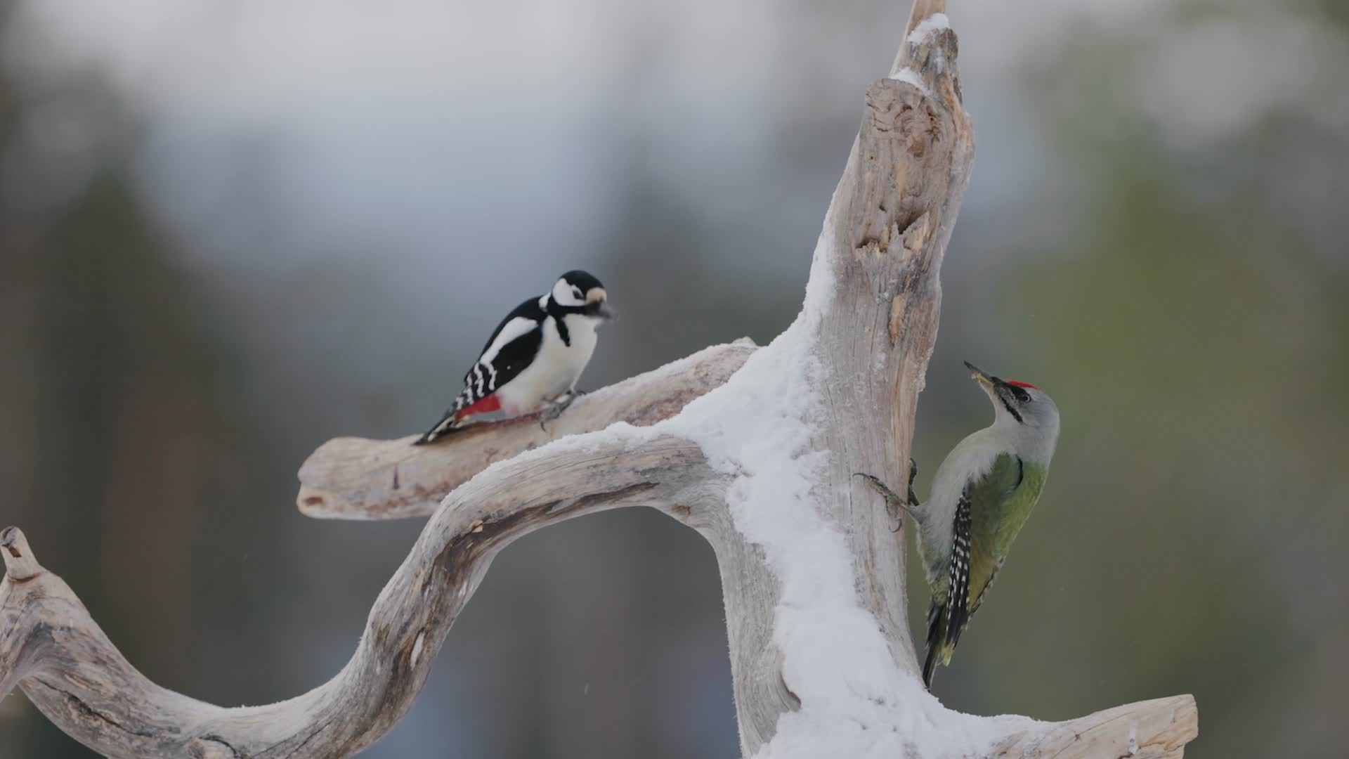 冬季森林大雪枝头觅食小鸟合集视频的预览图
