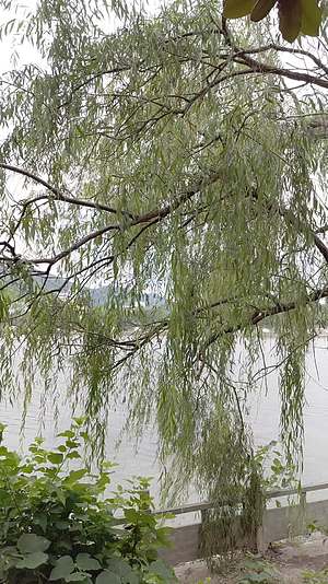log湖边垂杨柳灰片视频的预览图